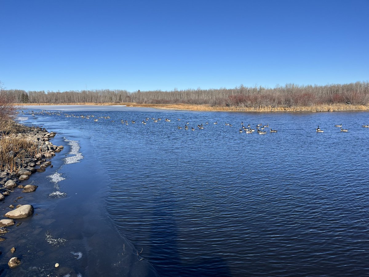 On my walk yesterday…when I was a kid, the migratory birds would be all gone by the end of September. Now? They haven’t left yet…real climate change…