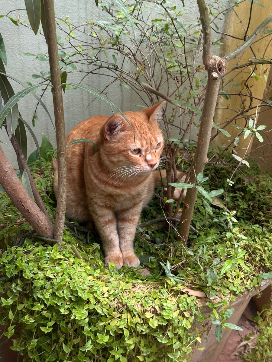 tharunanandh's tweet image. meet garfield