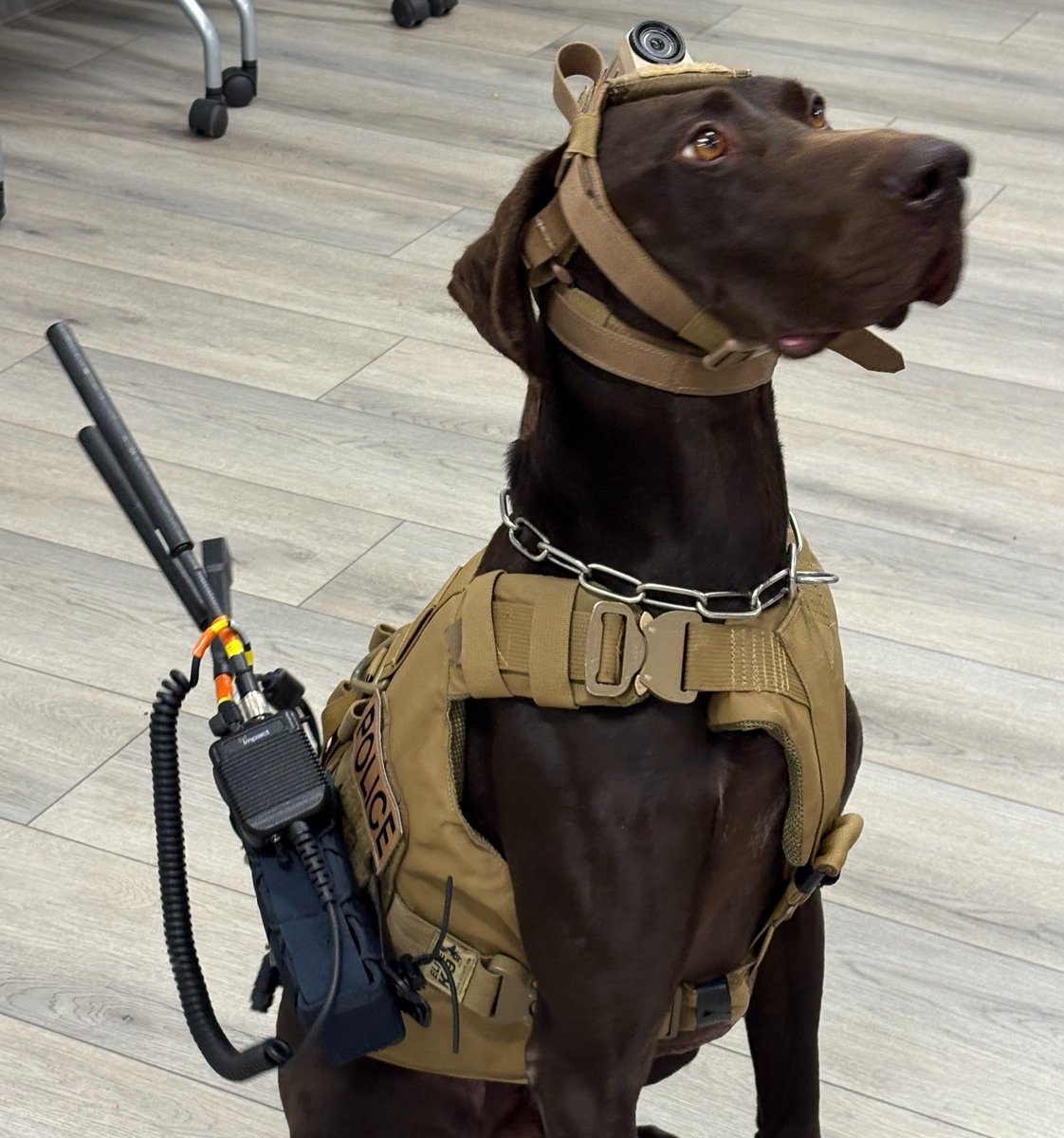 SilvusTech's tweet image. Mission-Ready Partner.

When the mission demands clear communication, every team member counts. This K9 operator is geared up with a #StreamCaster-powered link—keeping handlers connected, situational awareness high, and operations seamless.

#SilvusTechnologies #MANET…