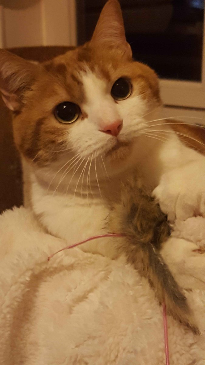 Gertrude tweet media