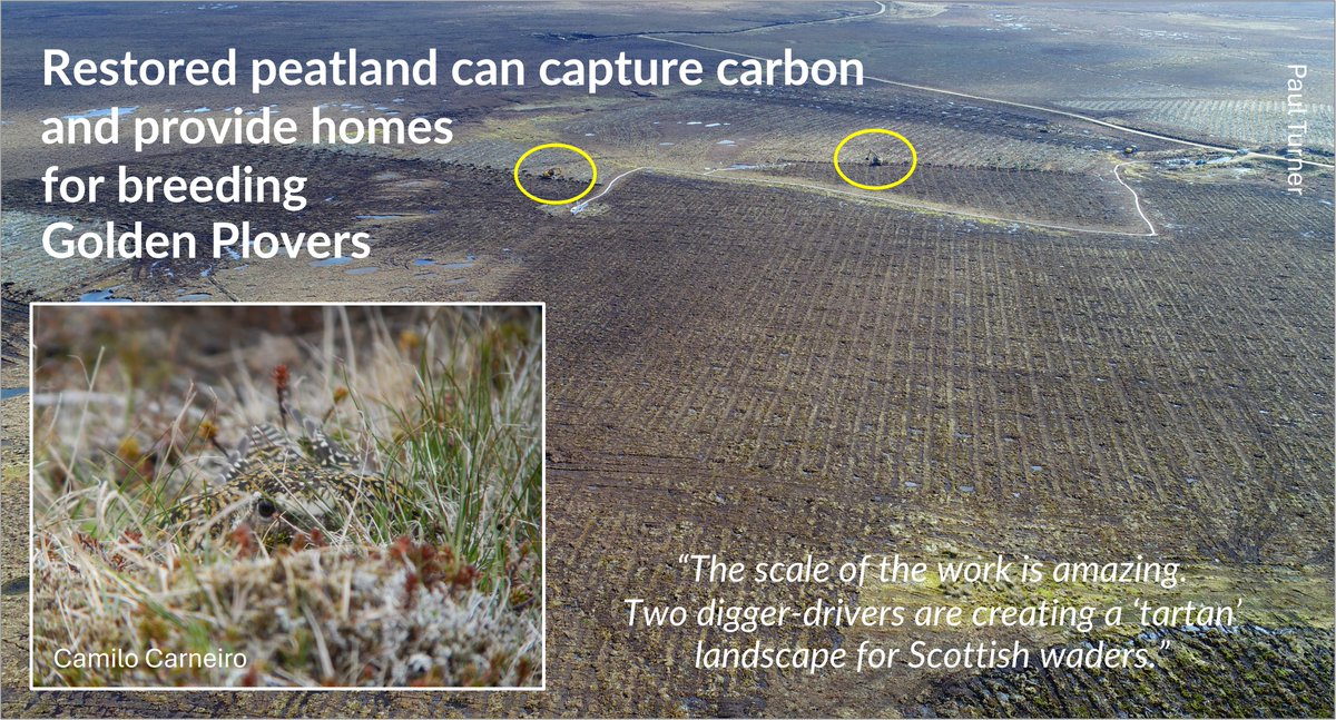GrahamFAppleton's tweet image. Restoring peatland.
Capturing carbon and providing breeding habitat for #waders.
wadertales.wordpress.com/2025/08/16/pea…
Paper by Rob Hughes &amp;amp; Chris Bingham
#ornithology
