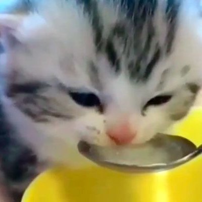 cat jimin pics tweet media