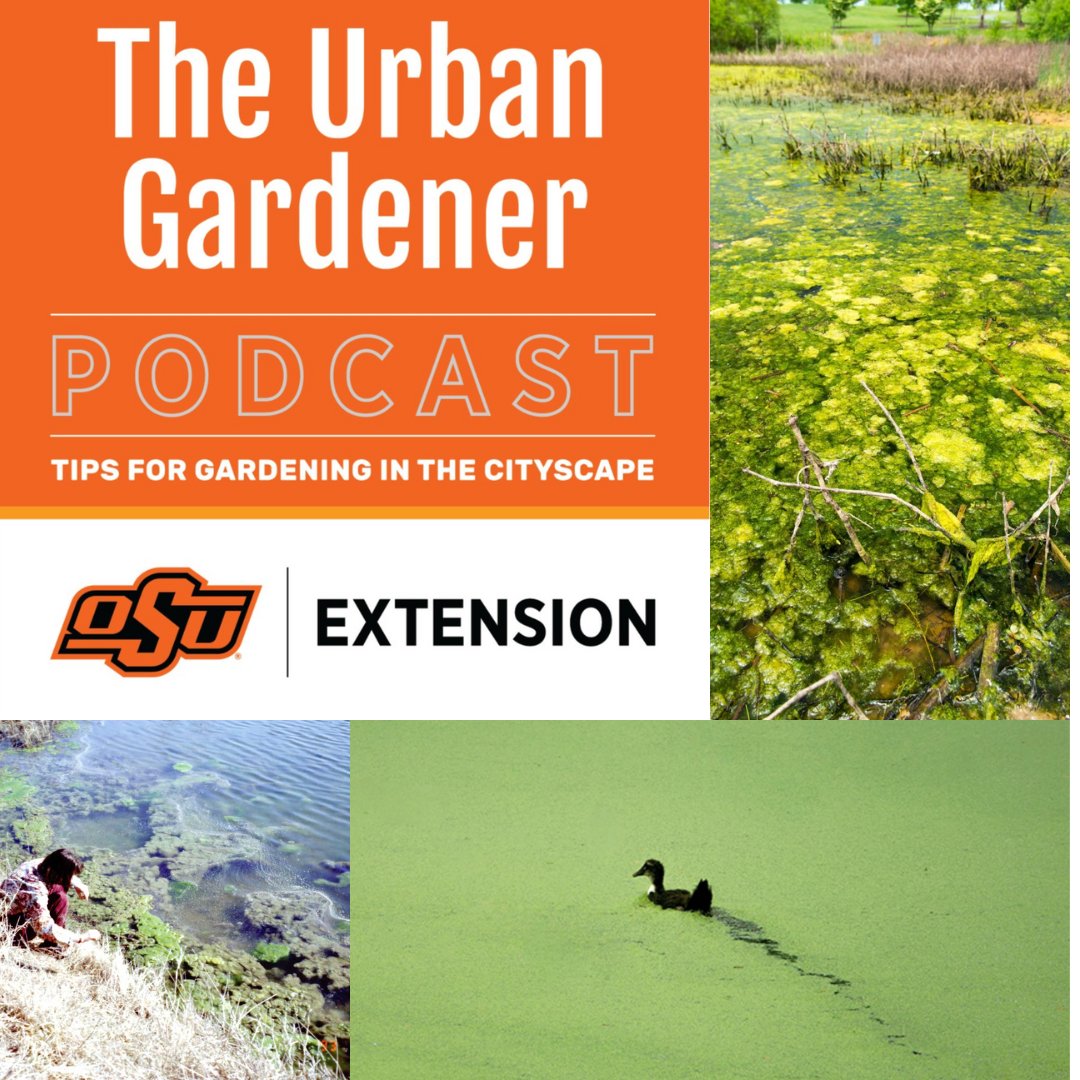 The latest episode of The Urban Gardener Podcast is live! Go check it out and learn about what could be lurking in a pond near you. 
open.spotify.com/episode/2NzeN4…