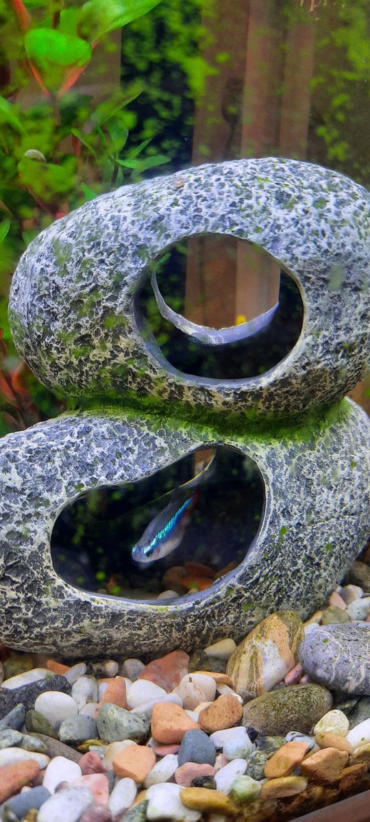 Одна забавный неончик любит подолгу сидеть в гроте.