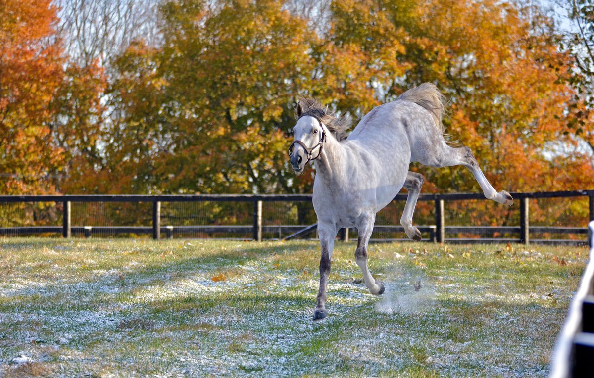 Gainesway's tweet image. Happy Monday! ✨ #TapitTrice