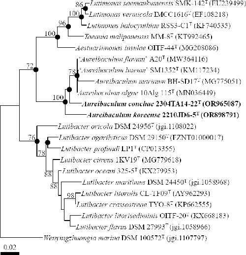 MicrobioSoc's tweet image. Aureibaculum koreense sp. nov. and Aureibaculum conchae sp. nov., isolated from the marine molluscs. Available to read in IJSEM: doi.org/10.1099/ijsem.… #IJSEM