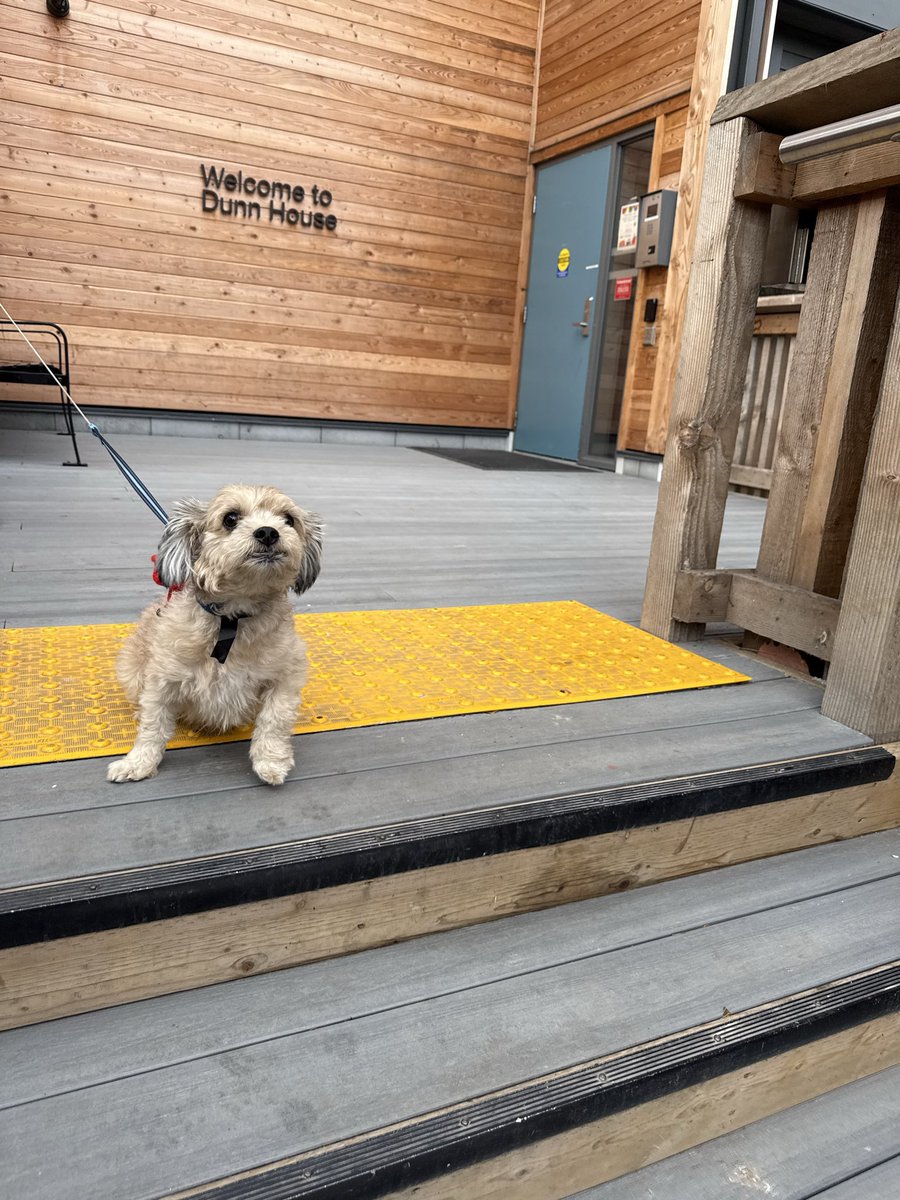 drandrewb's tweet image. Max is one of the most special parts of Dunn House. And he’s doing a superb job as Monday morning clinic greeter 🐾