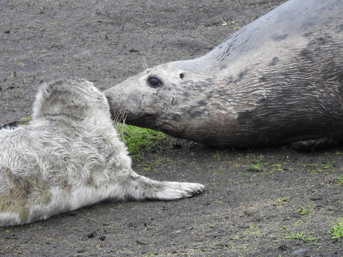 SteelySeabirder's tweet photo. Mum seals are simply the best as the blog explains: https://t.co/VnWtRiQI6m https://t.co/CVLRf0vjYf