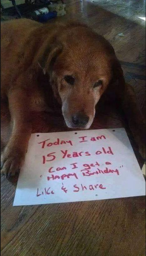 Tweets of Dogs (@tweeetsofdogs) on Twitter photo 
