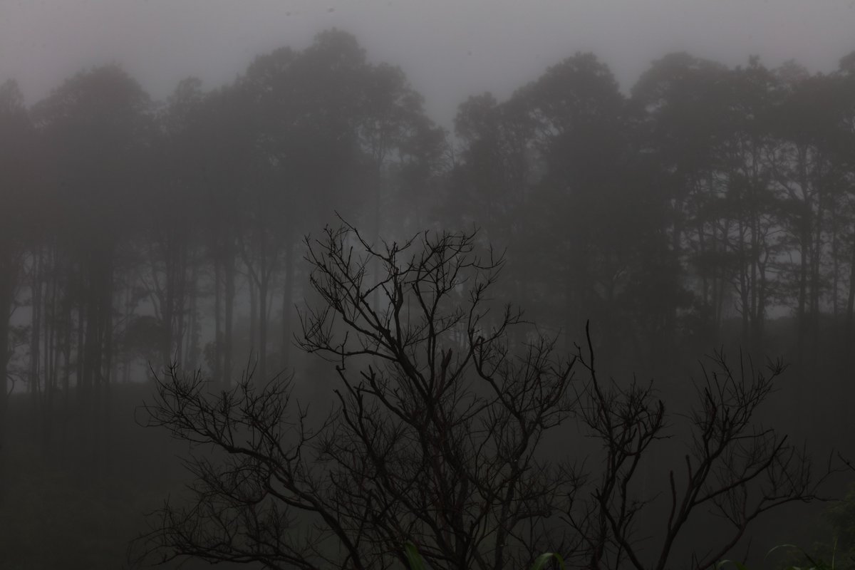 🌳Birleşmiş Milletler, dünya genelinde her yıl 10 milyon hektar tropikal ormanın kaybedildiğini bildirdi

#Yeşilhat🌱
#COP30

aa.com.tr/tr/yesilhat/do…