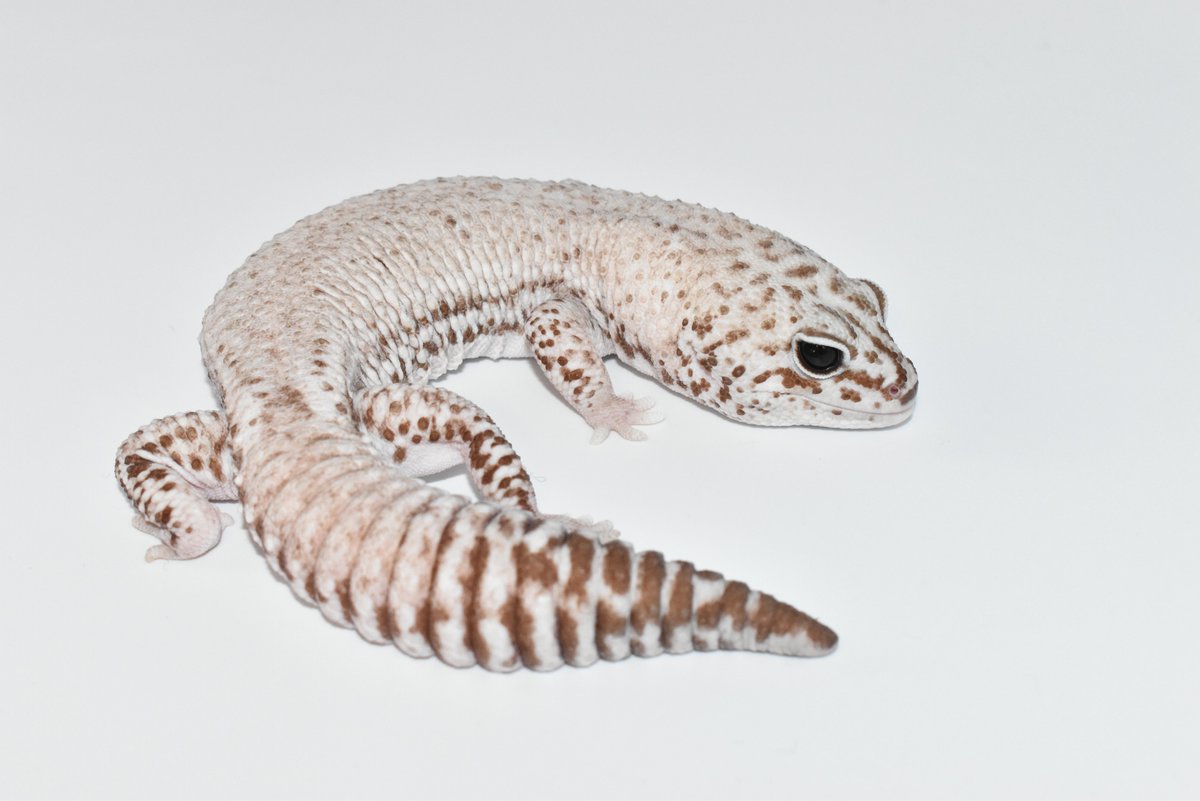 バム(Tales of Reptelia) (@jimeixhi) / Posts / X