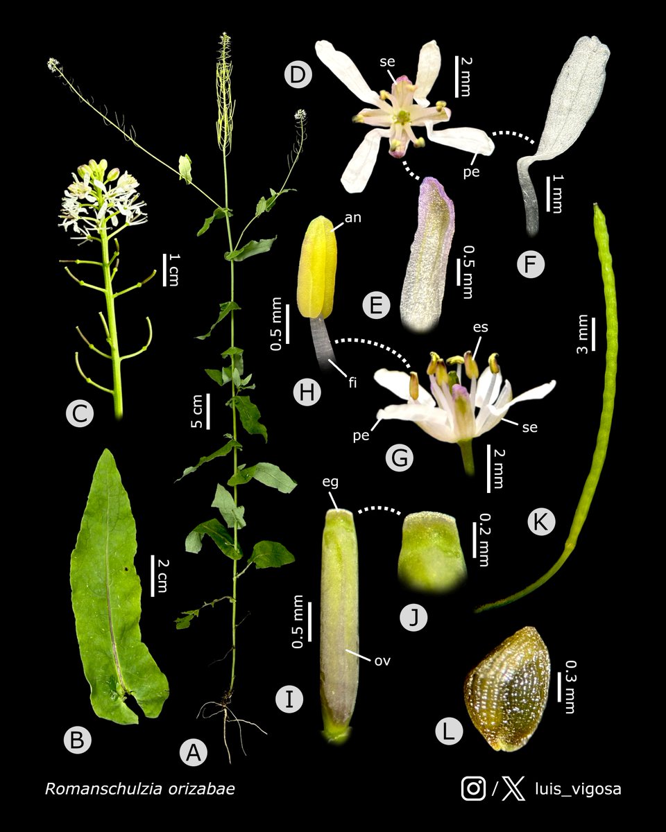 Romanschulzia orizabae (Brassicaceae)
#botany #flowers #taxonomy #plants