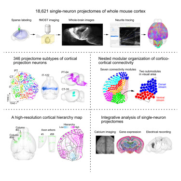 NeuroCellPress's tweet image. Online now:  Integrative analysis of single-neuron projectomes links connectome, transcriptome, and function in the mouse cortex dlvr.it/TPJxw4