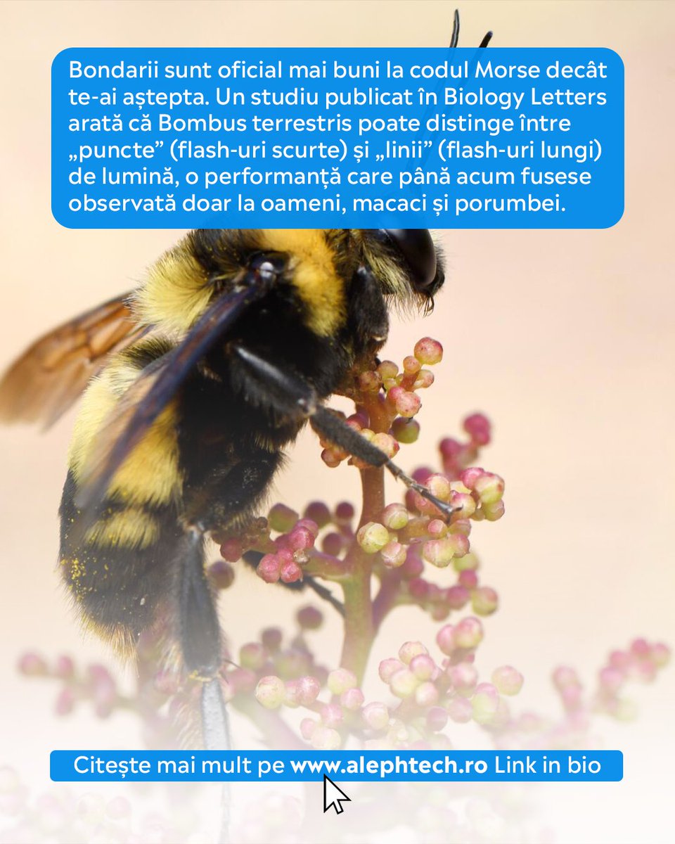 AlephTechNews's tweet image. Bondarii decodează lumini-puncte şi-linii: cine ar fi zis că insectele pot citi Morse? 🐝💡

Citește mai multe pe alephtech.ro

#bumblebees #insectintelligence #morsecode #neuroscience #naturewonders