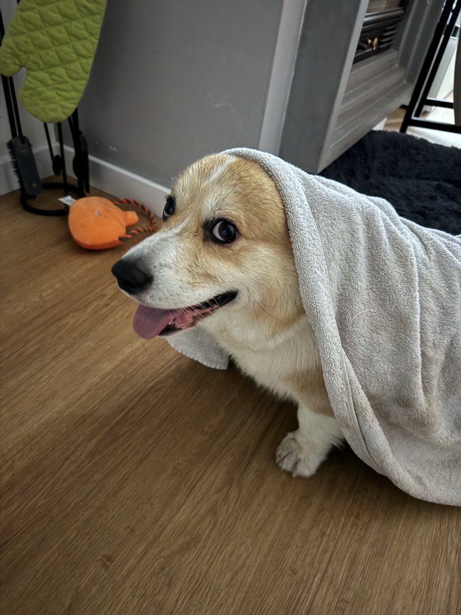 hoos_yerdaddy's tweet image. LUX - ROSALÍA
.
.
.
#cheddar #corgi #welshcorgi