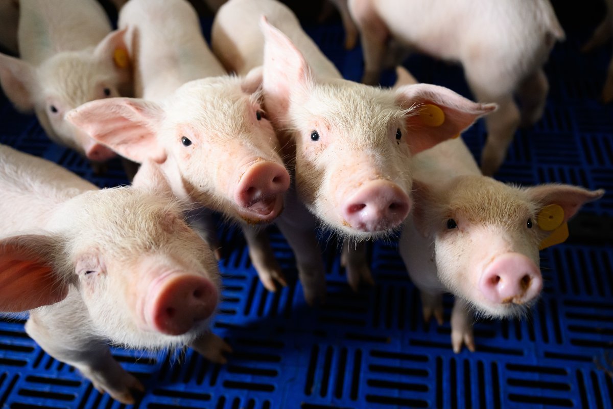 A new study — with Dr. Michael Rahe as the corresponding author — shows that the response of T cells rather than production of antibodies is what makes current vaccines against porcine reproductive and respiratory syndrome virus effective.

news.ncsu.edu/2025/11/prrsv-…