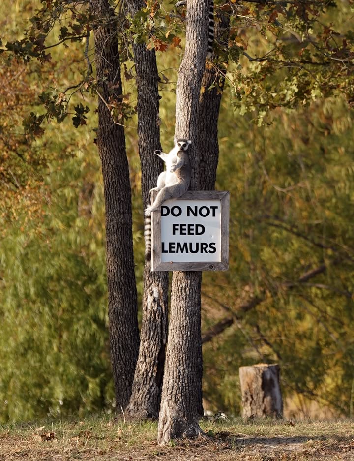 Waco Surf tweet media