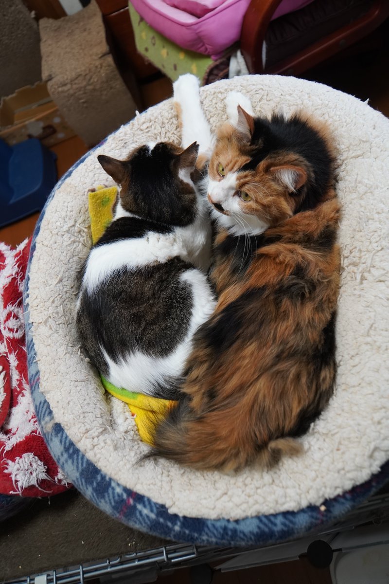 uBg3tA5OFRdyFQS's tweet image. おやすみ💤
がんばる気力がない
推し活行けないのか行く気力がないのか
周囲への気遣いが現在欠落してるのでなるべく他人との接触を避けたい
色々と病んでるなぁー俺w
#毎日が猫の日 #猫好き #保護ねこ