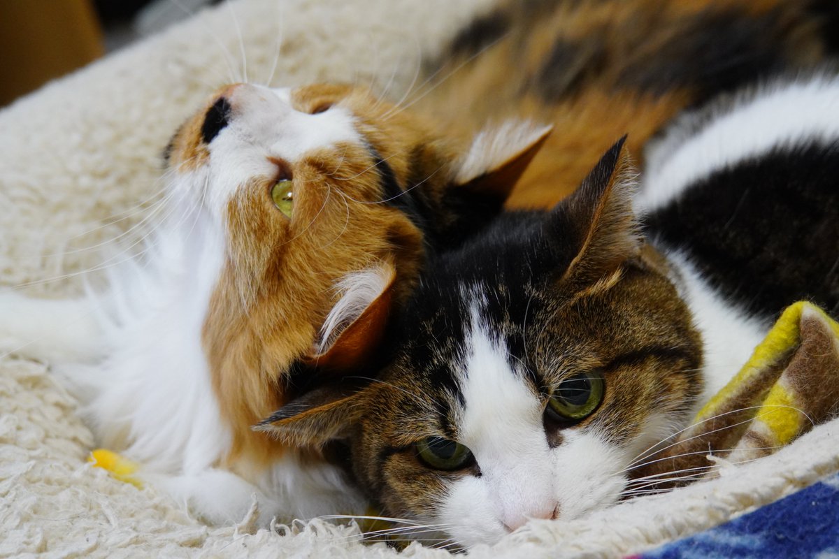 uBg3tA5OFRdyFQS's tweet image. おやすみ💤
がんばる気力がない
推し活行けないのか行く気力がないのか
周囲への気遣いが現在欠落してるのでなるべく他人との接触を避けたい
色々と病んでるなぁー俺w
#毎日が猫の日 #猫好き #保護ねこ