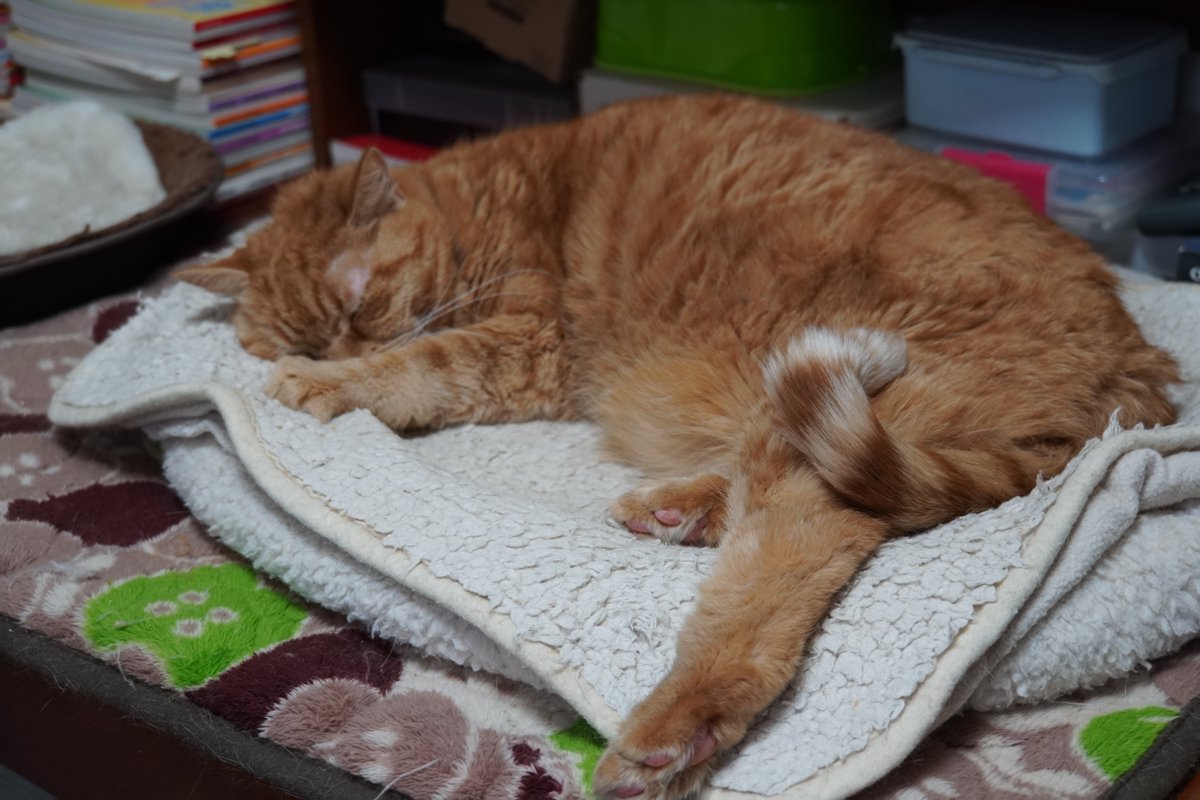 uBg3tA5OFRdyFQS's tweet image. おやすみ💤
がんばる気力がない
推し活行けないのか行く気力がないのか
周囲への気遣いが現在欠落してるのでなるべく他人との接触を避けたい
色々と病んでるなぁー俺w
#毎日が猫の日 #猫好き #保護ねこ