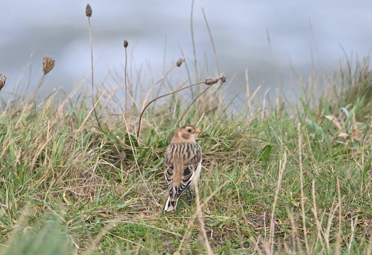 flako1959's tweet image. A rewarding couple of hours @FileyBirdObs earlier today in spite of the bracing NW wind &amp;amp; the odd icy shower.
Three confiding Snow Buntings on Carr Naze, a Red-necked Grebe, two Great Northern Divers &amp;amp; a single Little Auk all on the sea, bay side of The Brigg.
@nybirdnews