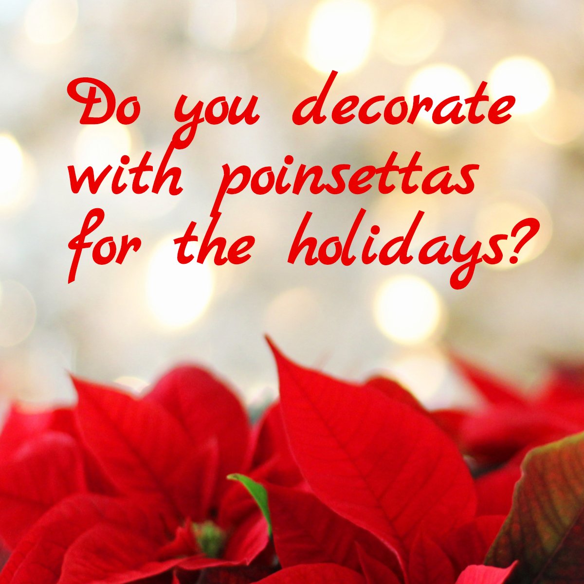 TWG_Realty's tweet photo. Did you know?

The Aztecs used poinsettias to create red dye and even used the sap to treat fevers. 😮

In their native tropical regions of Mexico and Central America, poinsettias can grow up to 15 feet tall!

Do you decorate with poinsettias during the holidays? https://t.co/DRQ0LQ8Wi8
