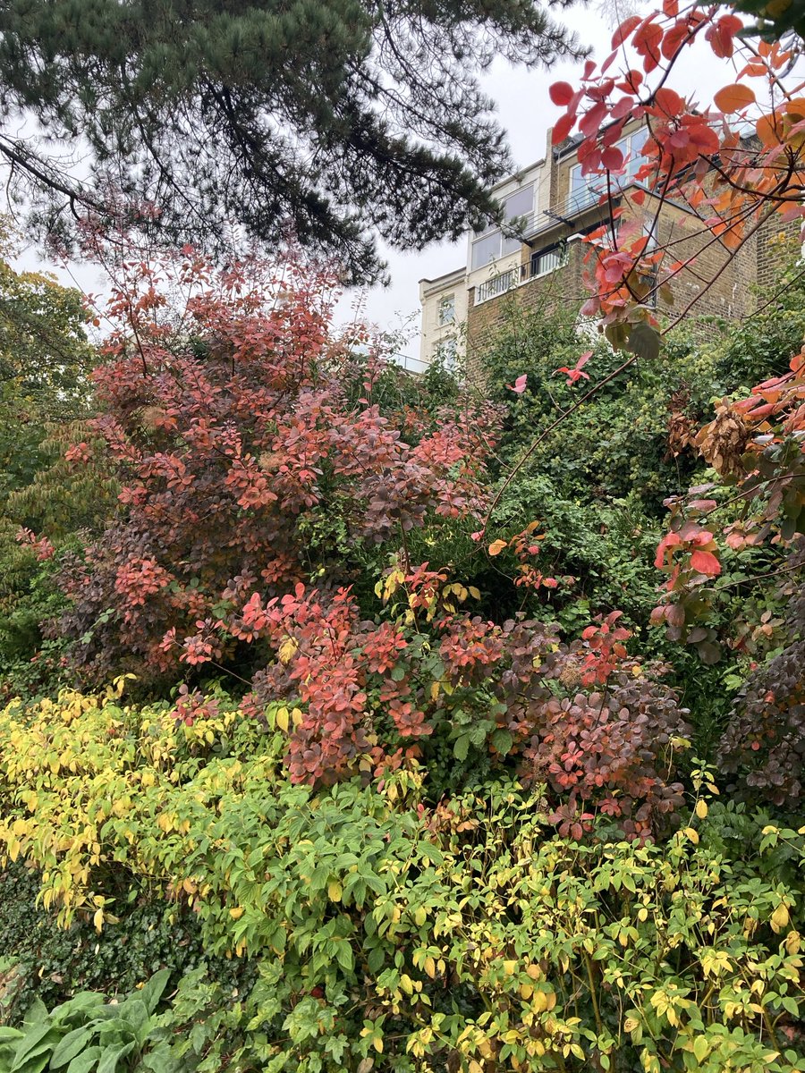 Autumn beauties. #lovewaterlowpark