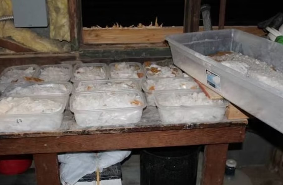 FBIAtlanta's tweet image. The FBI &amp;amp; our partners have shut down a major meth trafficking operation in North Georgia, seizing over 3,200 kilograms of methamphetamine hidden in boxes of jalapeños from Mexico. Twelve defendants now face federal charges as part of Operation Take Back America.

This successful…