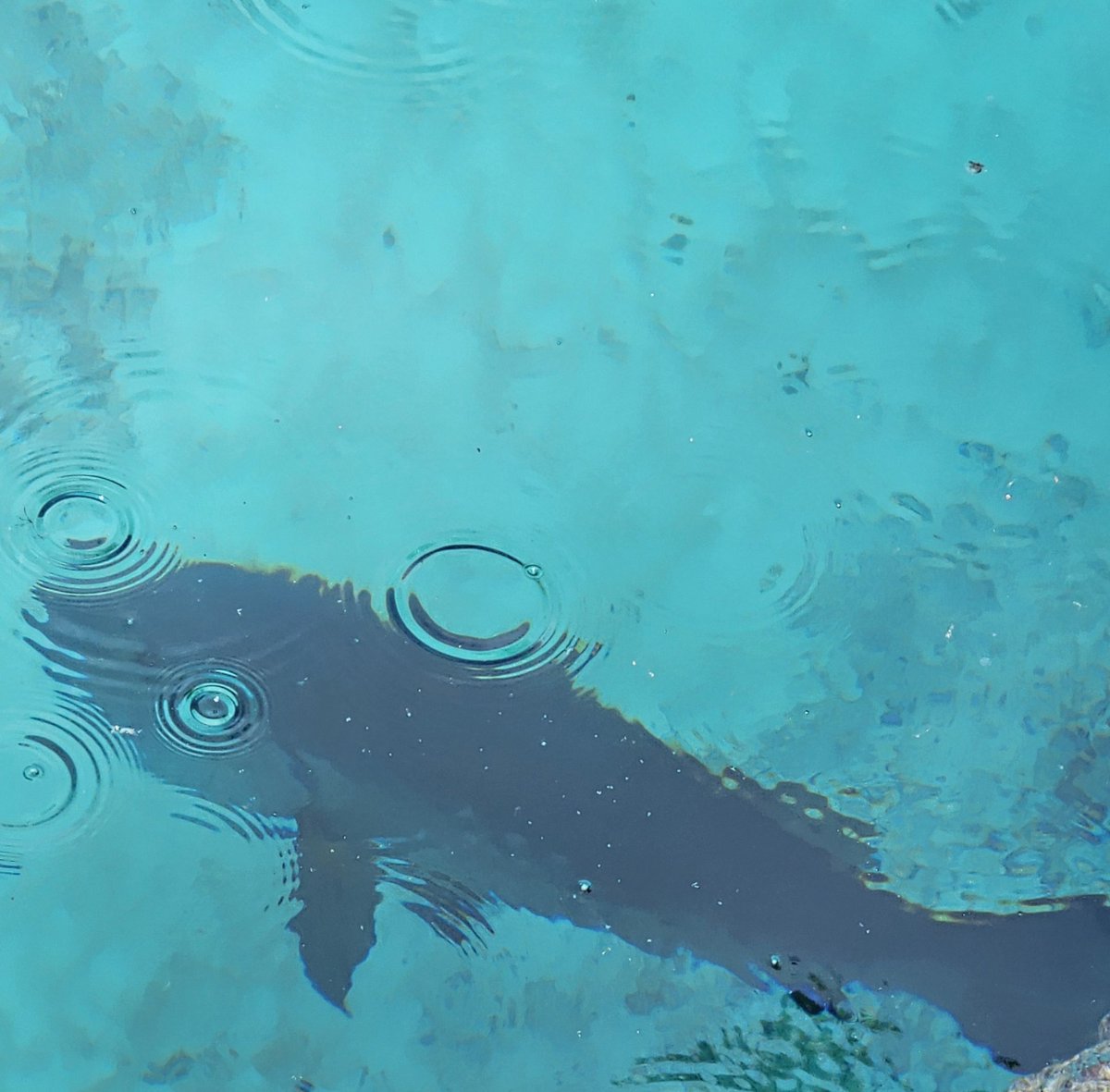 EricChi95239020's tweet image. There is very Beautiful Cubera Snapper swimming in the Tank. #CuberaSnapper.