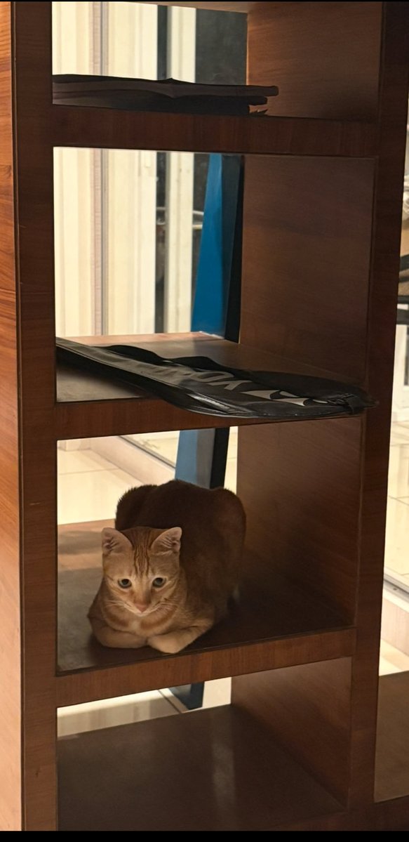 who_nisha's tweet image. When you are the dollest of the dolls, at the home you own 😂😂❤️
#RioVersion