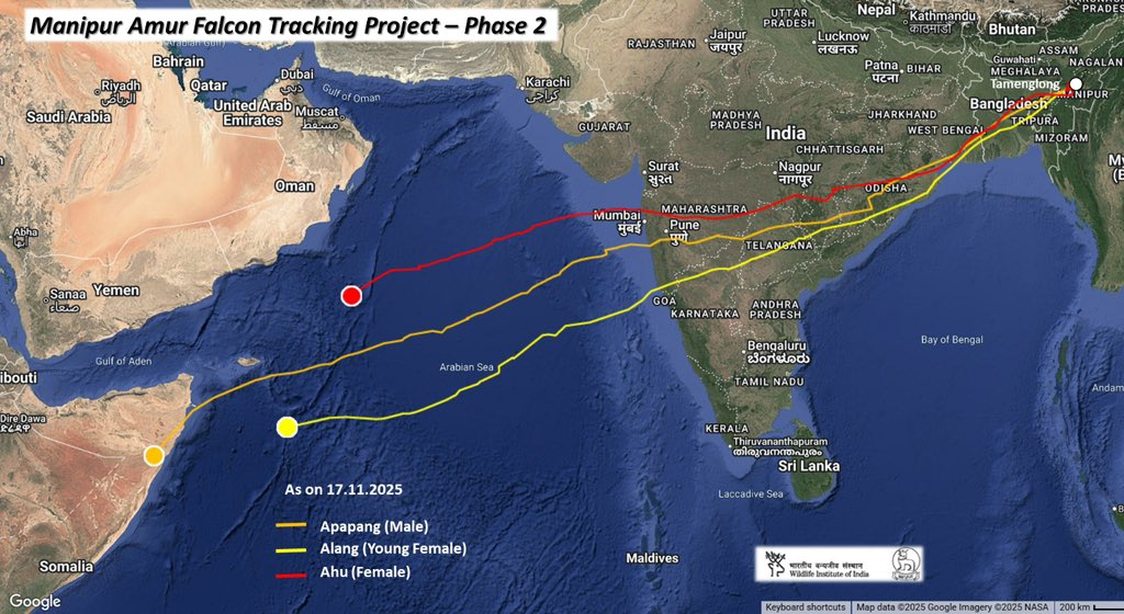 supriyasahuias's tweet image. For those struk by the magic of Amurs ! Apapang makes it across the Arabian Sea with ease and enters the Horn of Africa, specifically Somalia. Apapang, being an adult male, has definitely done this oceanic crossing multiple times before. Apapang has now done nearly 5400 km, and…