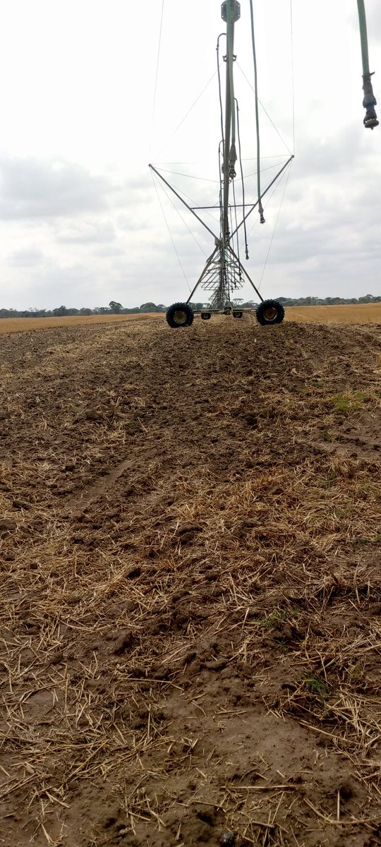 _maxwellmwamba's tweet image. The rains have taken over 👨🏽‍💻