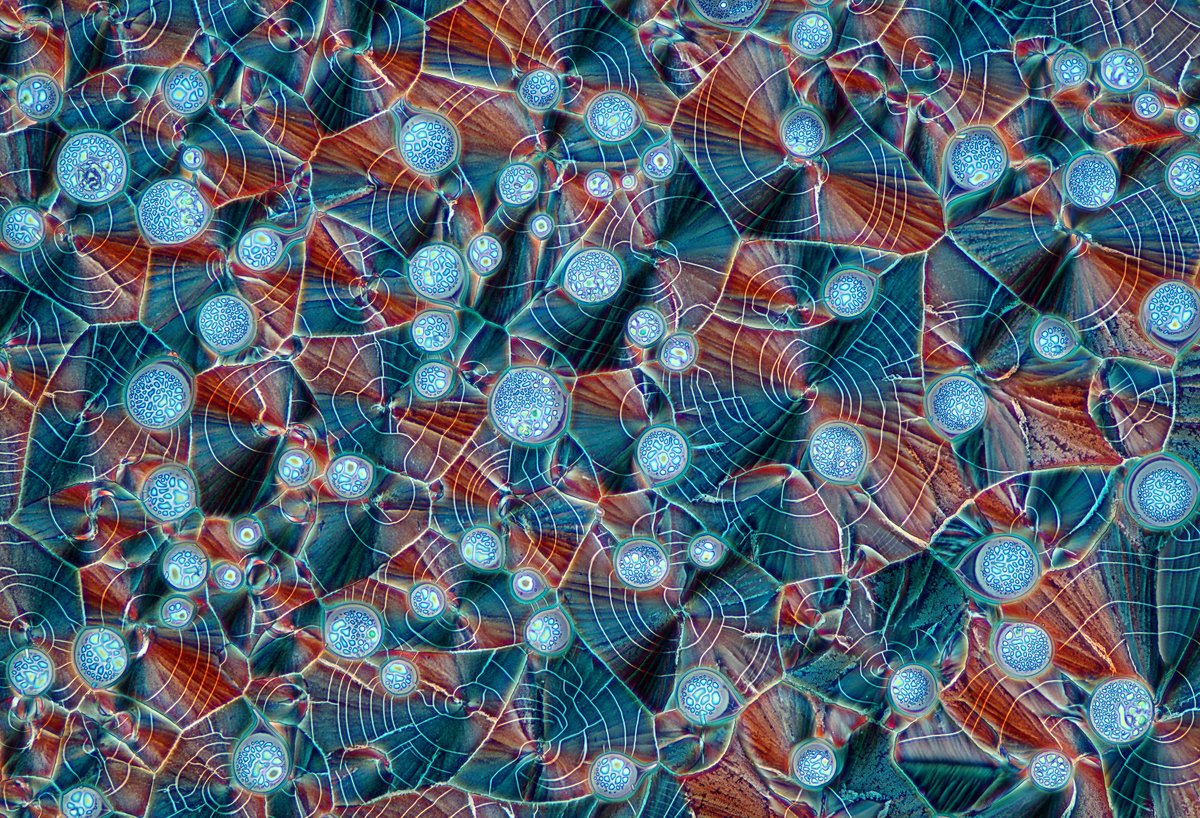 MBLScience's tweet image. Happy #MicroscopyMonday!

The Nikon Small World Exhibit showcases life&apos;s beauty and complexity as seen through the light microscope.

14th place went to Marek Miś, who photographed recrystallized mixture of hydroquinone and myoinositol.

Can you guess the lens magnification?
