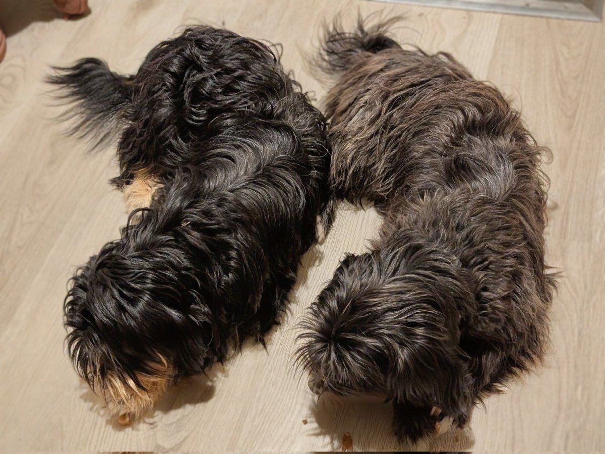 Twins!