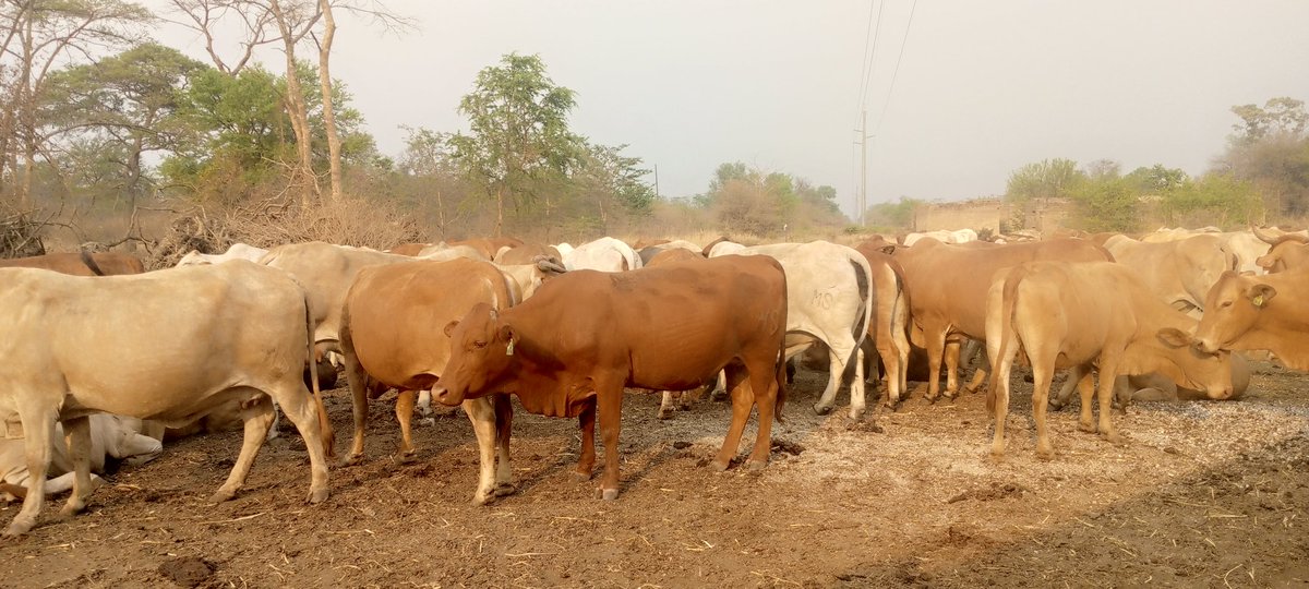 _maxwellmwamba's tweet image. 