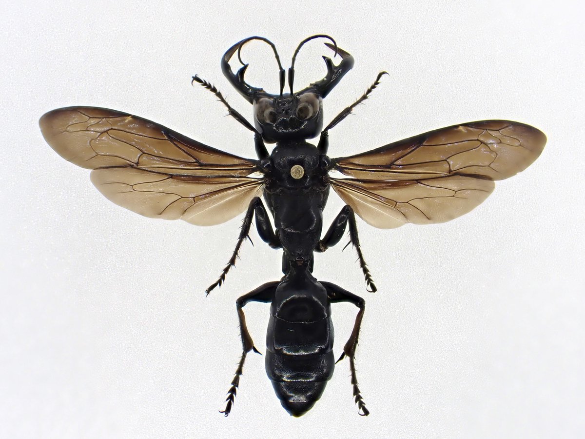 メガララガルーダMegalara garuda 標本 インドネシア産 メガララ