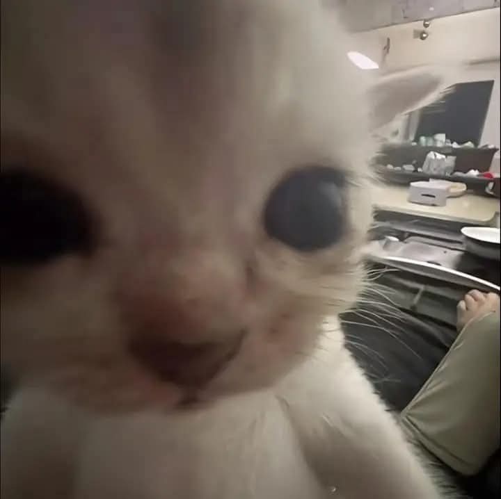 Twisxylium tweet media