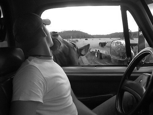 disenchnted_'s tweet image. (✫) Update on FilmAchives.𝗻𝗲𝘁
 al𝖾x&apos;s 𝗣𝗁𝗈𝗍𝗈𝖦𝖺𝗅𝗅𝖾𝗋𝗒 𐚁 ˒ #caption ❛ teníamos dos semanas de conocernos cuando me dijo &quot;nos vamos a casar, quiero tener tres vacas y 5 gallinas&quot; y ahora aquí estamos...