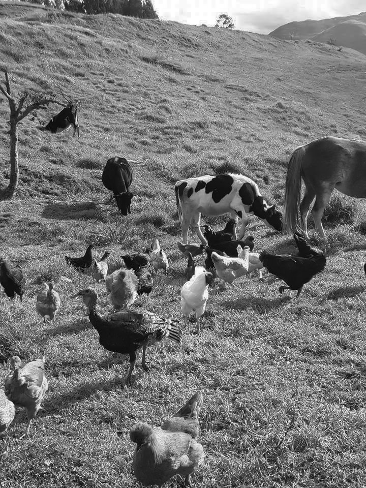 disenchnted_'s tweet image. (✫) Update on FilmAchives.𝗻𝗲𝘁
 al𝖾x&apos;s 𝗣𝗁𝗈𝗍𝗈𝖦𝖺𝗅𝗅𝖾𝗋𝗒 𐚁 ˒ #caption ❛ teníamos dos semanas de conocernos cuando me dijo &quot;nos vamos a casar, quiero tener tres vacas y 5 gallinas&quot; y ahora aquí estamos...