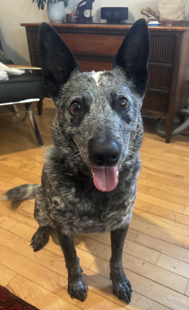 At least he didn’t eat it.