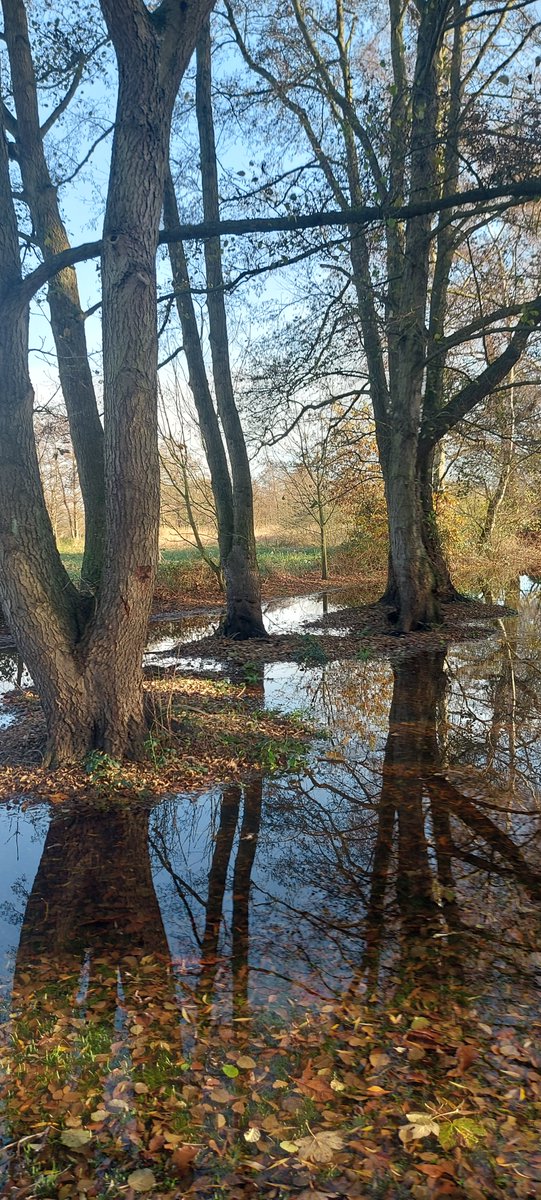 Grenoside's tweet photo. #MondayReflections
Some gardens in my village have started to become flooded but that's the way it's meant to be because they back onto the ings.
These trees will end up completely water-logged for months but they never seem to mind. https://t.co/kvfOajVYmW