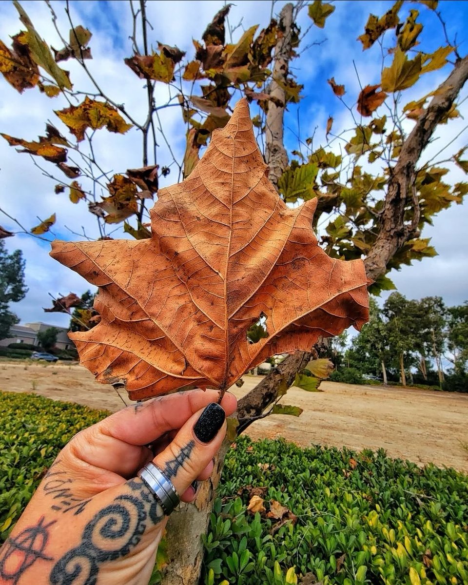 indica_batz's tweet photo. ✨️🍂It's the simple things in life, like stopping to admire the changes of fall happening around you in real time. Take a moment to enjoy nature today. There is beauty all around us all we have to do is look around. #indica_batz666 #photography #fallincalifornia #FallVibing #CA https://t.co/LQ1MFmLt6y