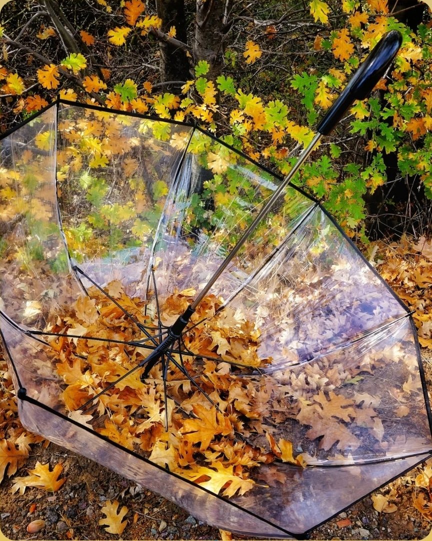 indica_batz's tweet photo. ✨️🍂It's the simple things in life, like stopping to admire the changes of fall happening around you in real time. Take a moment to enjoy nature today. There is beauty all around us all we have to do is look around. #indica_batz666 #photography #fallincalifornia #FallVibing #CA https://t.co/LQ1MFmLt6y