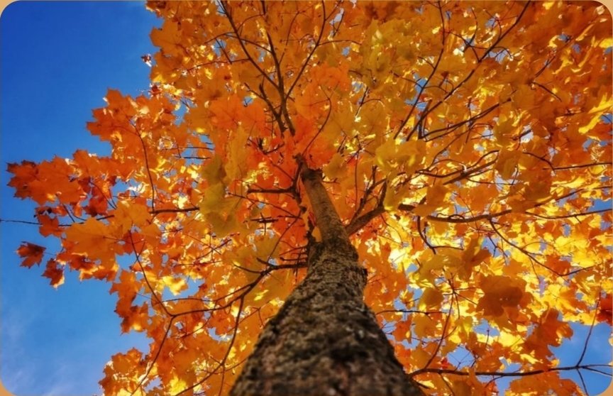 indica_batz's tweet photo. ✨️🍂It's the simple things in life, like stopping to admire the changes of fall happening around you in real time. Take a moment to enjoy nature today. There is beauty all around us all we have to do is look around. #indica_batz666 #photography #fallincalifornia #FallVibing #CA https://t.co/LQ1MFmLt6y