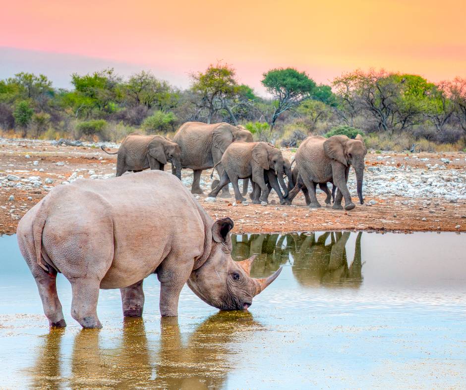 AmaWaterways's tweet image. New year, new adventures: with 2026 comes 4 new extraordinary itineraries through Africa! New experiences include Namibia’s #SkeletonCoast, a beautiful #Zanzibar retreat and much more – the journey of a lifetime awaits.
 
#TravelAfrica #RiverCruise #AmaWaterways