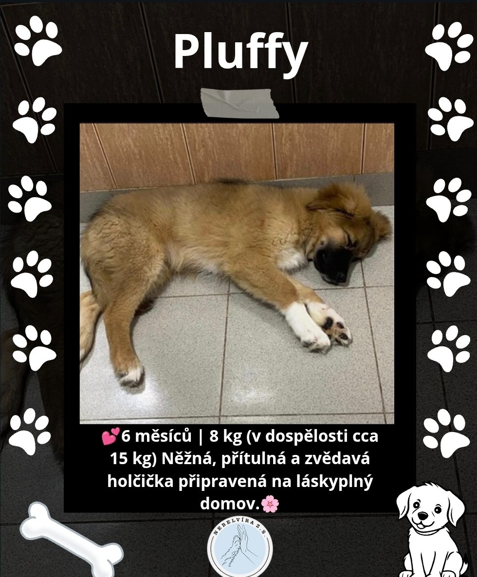Nebelvirazs's tweet photo. VÍCE INFO O PEJSKOVI A DALŠÍ PEJSCI NA https://t.co/lJzw2Nw3ZF
📩 adopce.nebelvira@gmail.com
🩵Pomoc 2502933846/2010
KAŽDÝ LIKE, SDÍLENÍ A FOLLOW POMŮŽE🩵🐕
#adopce #utulek #peskadopci #adoptujnekupuj #adoptuj #pes
#Adopce #PesBezDomova #ZachraňZvíře #nekupujadoptuj https://t.co/VdBBwNnhwO