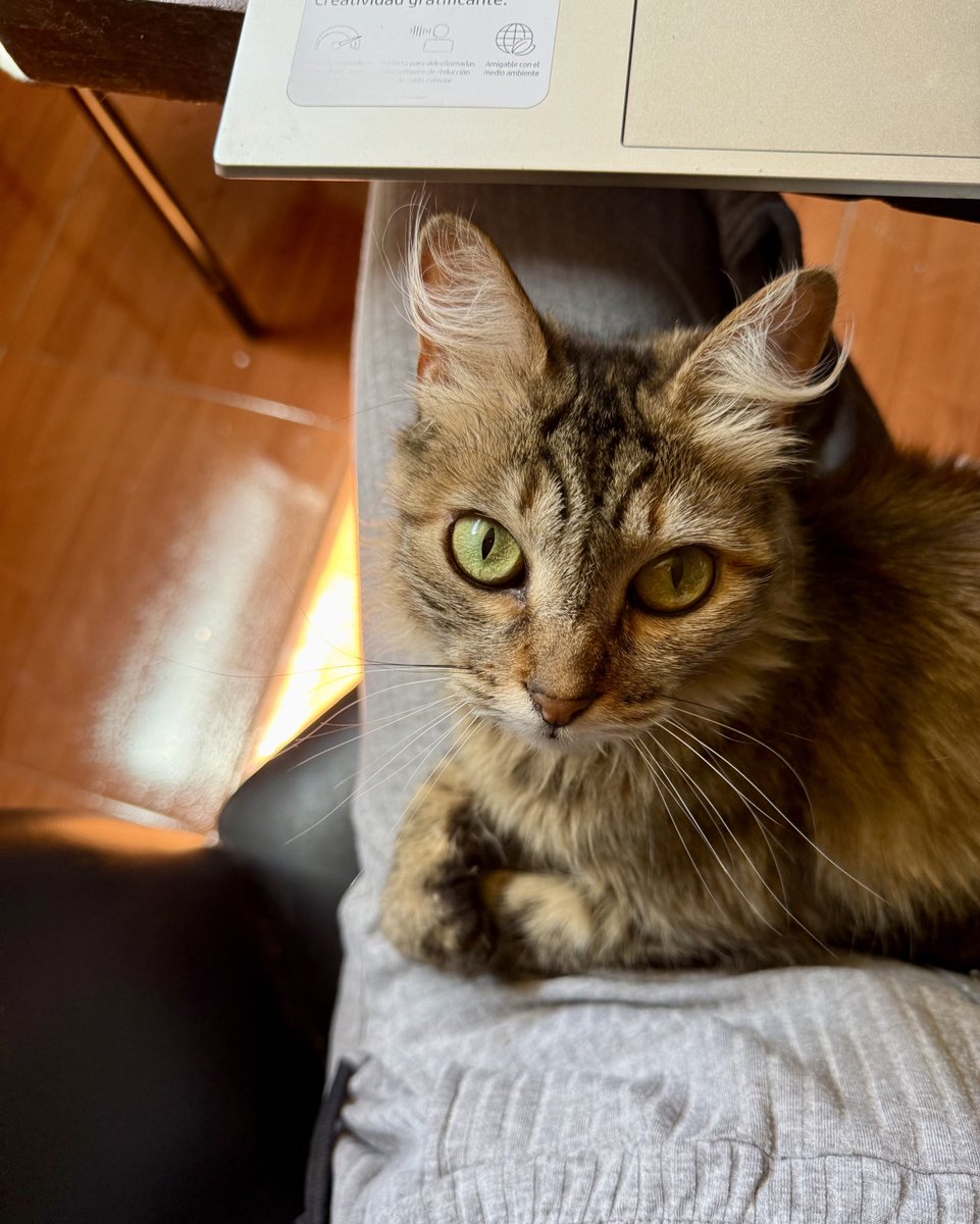 bianpuki's tweet image. Pensar que alguien dejó en una caja sola y en medio de una tormenta a esta hermosura de gata