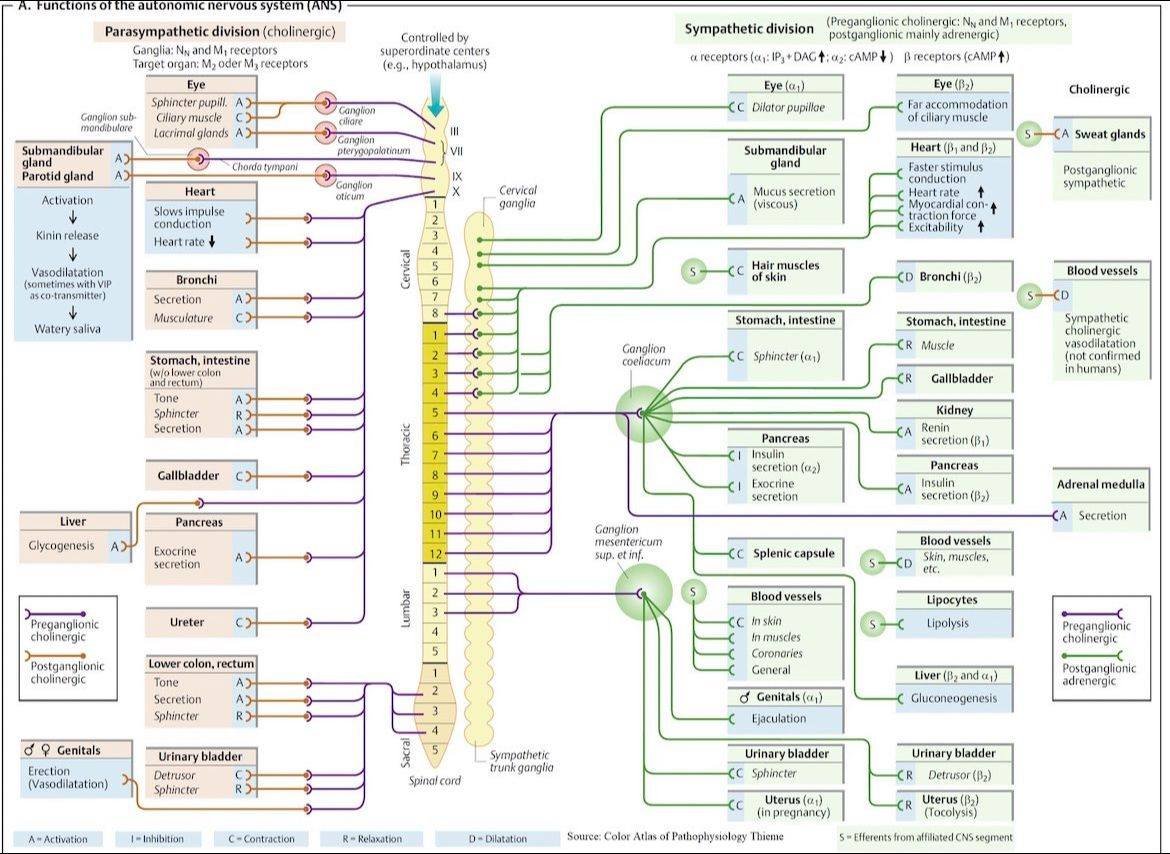 Your body is running TWO operating systems at the same time… and you never notice.

One keeps you alive when you’re calm.
The other keeps you alive when you’re in danger.
And they’re constantly switching control behind the scenes, every second of your life.

This chart reveals