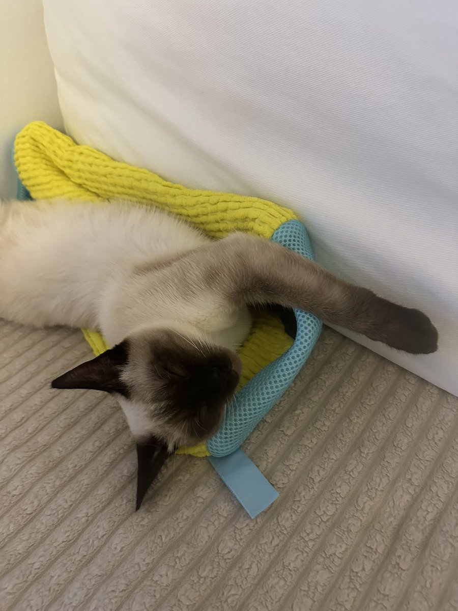 Annesinin balı ödül mamasını yediği için mutlu mutlu uyudu