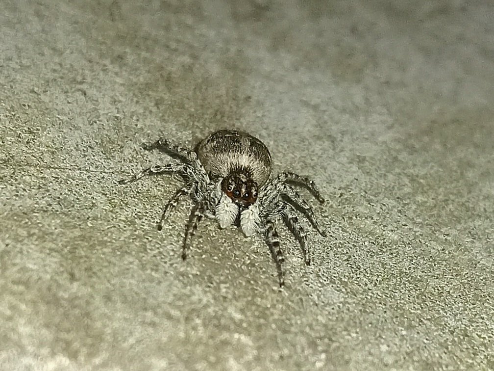 donutandsauce's tweet image. Queen 💜💜 #bug #spider